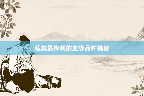 藏獒最锋利的血缘品种揭秘